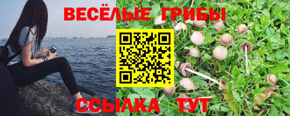 Касимов  Галлюциногенные грибы Magic Shrooms  Вход с VPN 